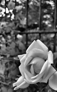 Close-up of white rose blooming outdoors