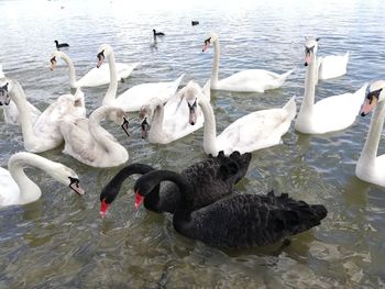 High angle view of swans swimming in lake