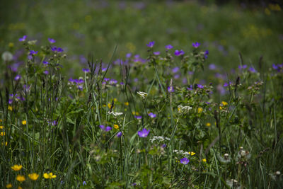 Purple flowering plants on field