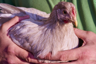 Close-up of hand holding bird