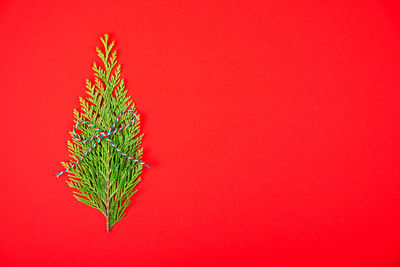 Close-up of plant against red background