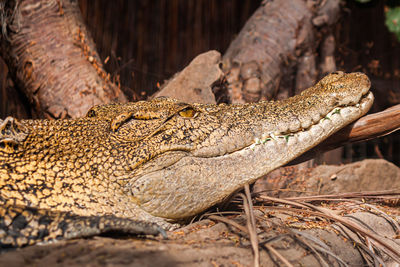 Close-up of crocodile lying on ground almost smiling 