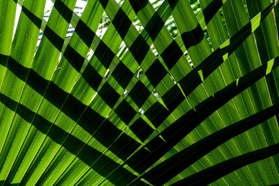 View of palm leaves