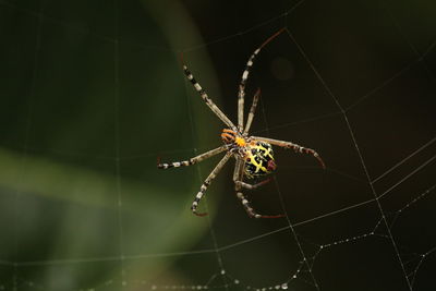 Close up shot of spider build / making the spider web on the leafs on the garden / green background