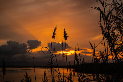 Silhouette trees against dramatic sky during sunset