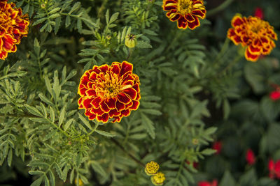 Close-up of orange marigold flowers