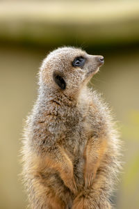 Close-up of an animal