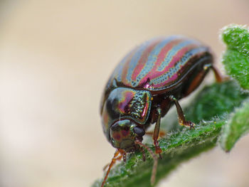 Close-up of insect on plant