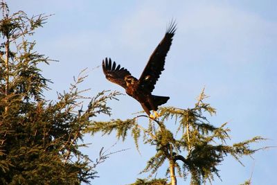 Low angle view of birds perching on tree