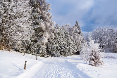 Trees on snow covered landscape