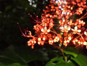 Close-up of red flower