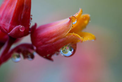 Close-up of wet flower