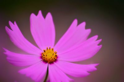 Close-up of pink cosmos blooming outdoors