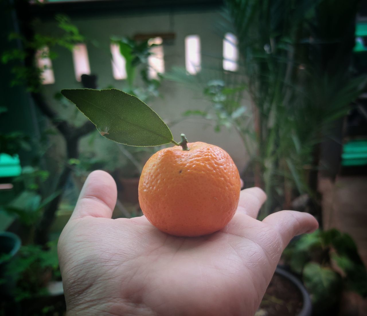 CLOSE-UP OF HAND HOLDING APPLE