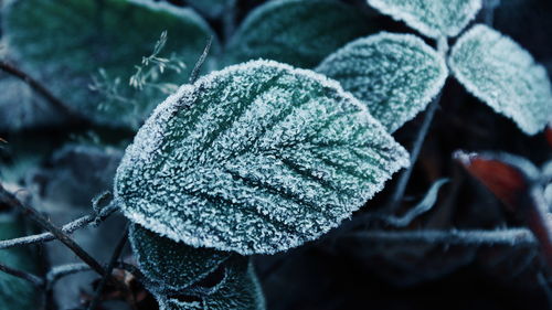 Close-up of frozen leaves