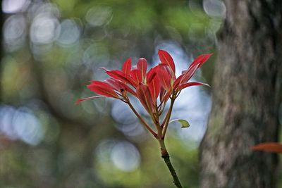 Close-up of red rose flower