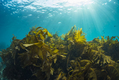 Light pours into a forest of seaweed.