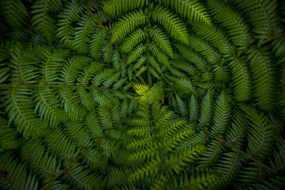Dark and vibrant green fern leaves spreading out creating swirly natural pattern background. 
