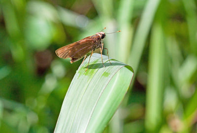 Close-up of butterfly on flower