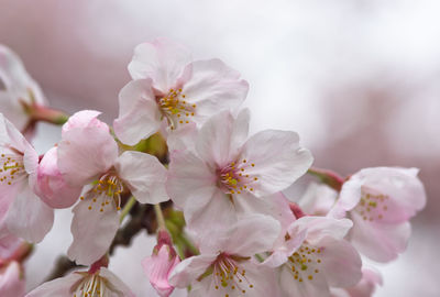 Close-up of pink cherry blossoms growing outdoors