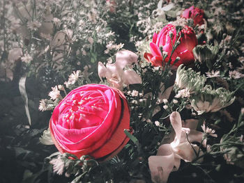 Red roses on plant
