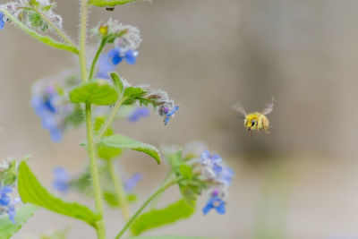 Close-up of insect on yellow flower