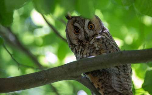 Portrait of owl perching on branch