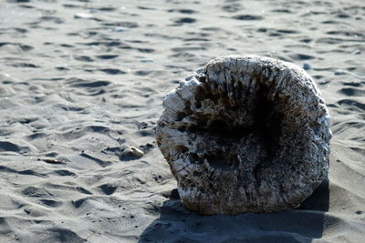 Close-up of crab on beach