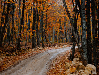 Road amidst trees in forest during autumn