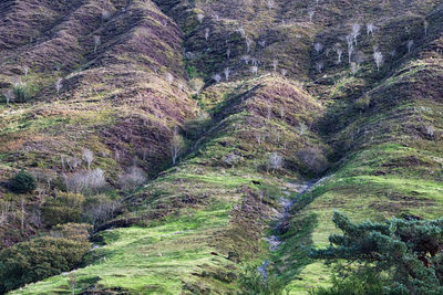 High angle view of plants growing on land