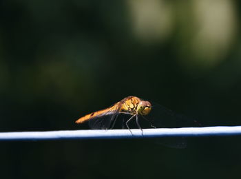 Close-up of odonata