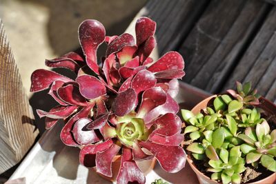 Close-up of pink flowers