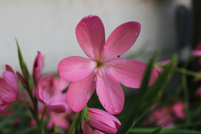 Close-up of pink flowers