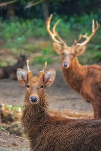 Portrait of deer