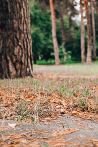 Plants growing on land in forest