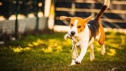 Happy beagle dog in backyard runs and hops jocularly with the toy towards camera. pets in garden.