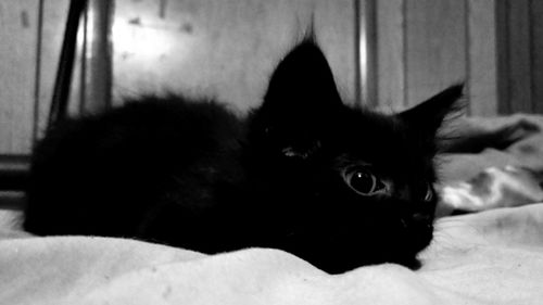 Portrait of cat relaxing on bed at home