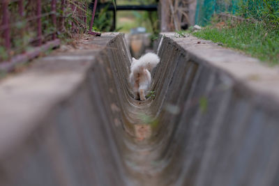 High angle view of a cat