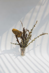 Close-up of flowers on white background