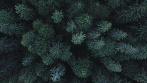 Full frame shot of pine tree