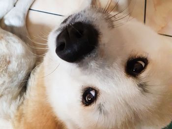 Close-up portrait of white dog