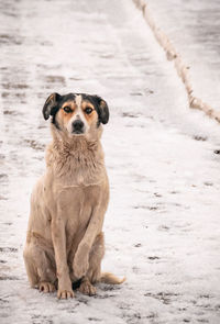 Portrait of dog sitting on snow land