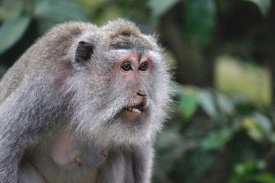 Portrait of monkey