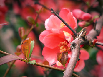 Close-up of red flowering plant