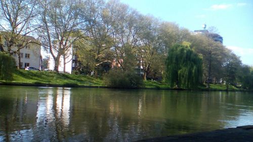 Reflection of trees in water