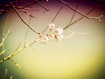 Close-up of flowers on branch
