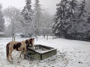 Horse on snow covered field during winter