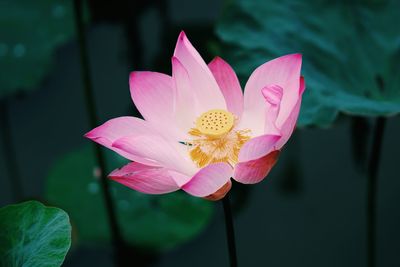 Close-up of lotus water lily in pond