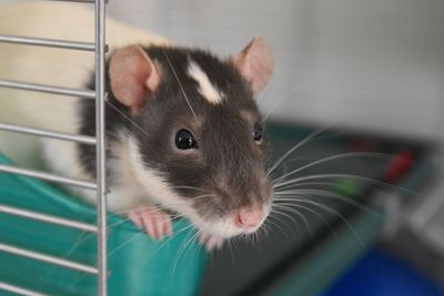 Close-up portrait of a cute rat pet in wire cage
