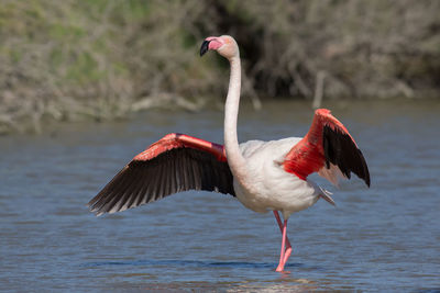 Close-up of bird by lake against blurred background